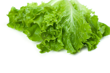 Green lettuce isolated on white background.