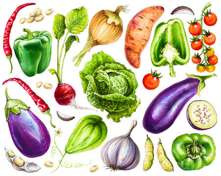 Set of fresh hand-drawn vegetables. Watercolor drawing healthy food. Image of bell pepper, chili, and garlic, eggplant and savoy cabbage, cherry tomatoes and other vegetables.