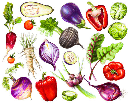 Set of fresh hand-drawn vegetables. Watercolor drawing healthy food. Image of chili and bell peppers, onions, radishes and Brussels sprouts and other vegetables.