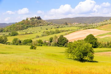 Fototapeta premium Sunny springtime tuscan country view near Massa Marittima , Italy
