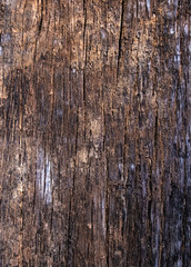 Obraz premium Old wood for the background or old gray wood surface Antique or furniture surface Corroded surfaces over time Wood more than a hundred years old Old wooden background closer.