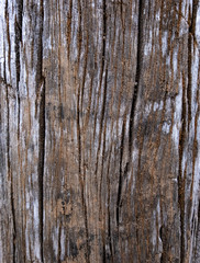 Obraz premium Stare drewno jako tło lub stara szara powierzchnia drewna Powierzchnia antyczna lub mebli Skorodowane powierzchnie z biegiem czasu Drewno mające więcej niż sto lat Stare drewniane tło bliżej.