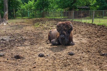 American bison lies on the sand at the zoo.