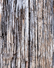 Old wood for the background or old gray wood surface Antique or furniture surface Corroded surfaces over time Wood more than a hundred years old Old wooden background closer.