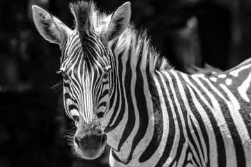 Fototapeta na wymiar Zebra in the sun in Southafrica