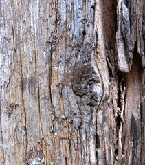 Old wood for the background or old gray wood surface Antique or furniture surface Corroded surfaces over time Wood more than a hundred years old Old wooden background closer.