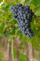 Uva tinta