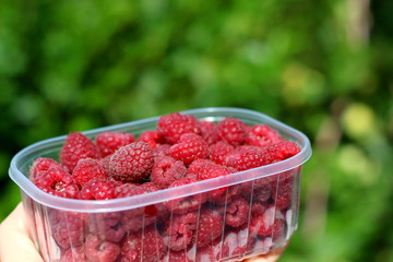 Unrecognizable person holding a package of freshly picked raspberries in a garden. Selective focus, green background.