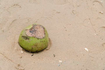 Green coconut Was left on the sand by the sea with brown sand laying