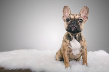 French bulldog puppy