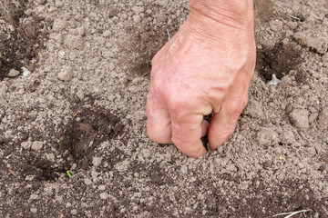 Planting bulbs in the spring in the country