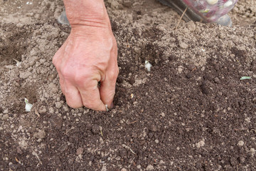 Planting bulbs in the spring in the country