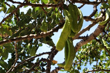 Green carob fruit hanging in ceratonia siliqua tree