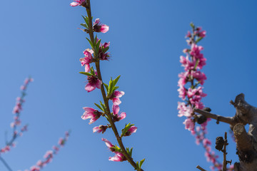 Beautiful pink peach flowers petals and trees blooming on a spring sunny day