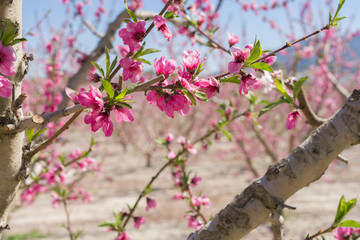 Beautiful pink peach flowers petals and trees blooming on a spring sunny day