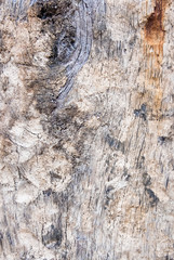 Old wood for the background or old gray wood surface Antique or furniture surface Corroded surfaces over time Wood more than a hundred years old Old wooden background closer.