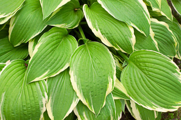 Green leaves close up. Exotic Plant pattern