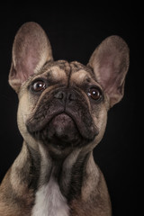 french bulldog puppy black background