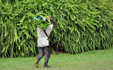 Hombre cargando en sus espaldas un racimo de bananos despues de la cosecha © GATO