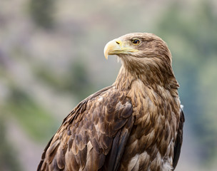An eagle close up shot.