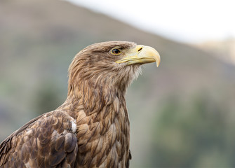 An eagle close up shot.