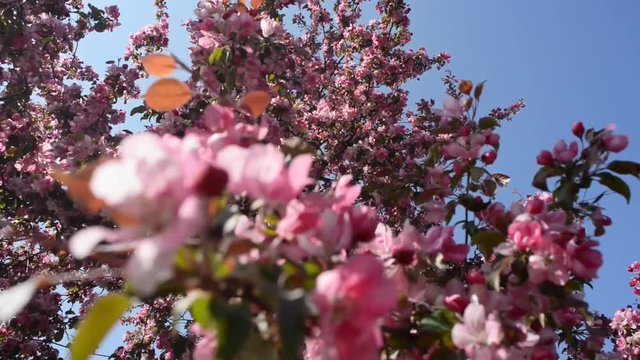 blooming prunus cerasifera tree full of blossoms in a park