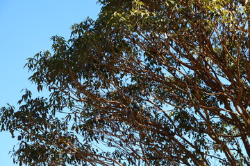 Obraz premium Trees in the backyard