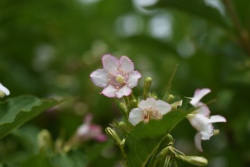 Japanese weigela flowers