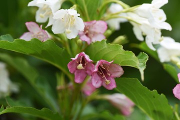 Japanese weigela flowers