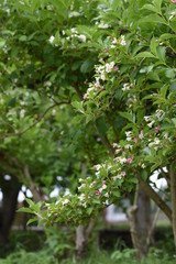 Japanese weigela flowers