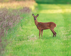 Roe deer doe in field with tall grass.