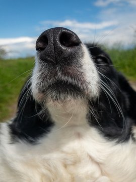 museau chien
