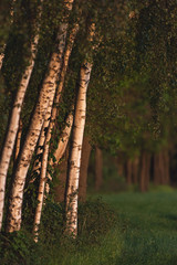Birch trunks at forest edge in evening sunlight in spring.