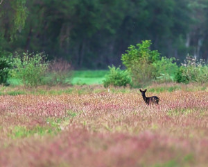 Dark roebuck between tall grass in spring at sunset.