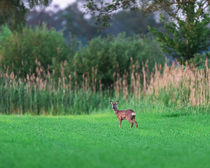 Alert roebuck in farmland in spring at sunset.