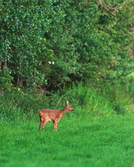 Roe deer doe standing in meadow near forest edge in spring.