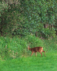 Roe deer doe walking towards forest edge in spring.
