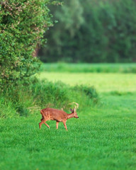Obraz na płótnie Canvas Roe deer doe walking in meadow in spring.