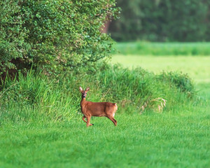 Alert roe deer doe standing in meadow at forest edge in spring.
