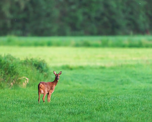 Roe deer doe standing in meadow in spring.