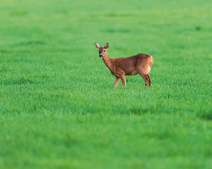 Roe deer doe in meadow in spring in evening sunlight.