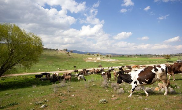 Cows on a green field