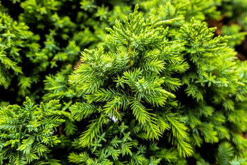 Green branches filled with prickly feathers or pine trees Nature background concept