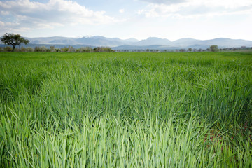 Pine tree brunch textured Background