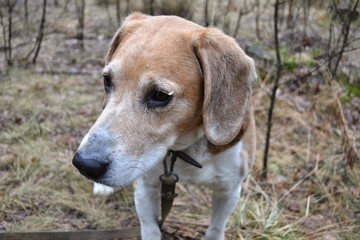 dog, beagle, pet, animal, cute, canine, puppy, portrait, grass, breed, brown, labrador, hound, adorable, mammal, nature, friend, domestic, outdoor, pedigree, hunting, doggy, young, white, happy