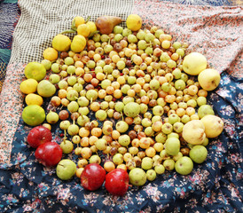 Mixed Wild Fruits, (Pear, Plum, Tangerine, Apple - Fruit, Quince)