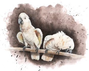 Hand drawn two big white parrots on a tree branch
