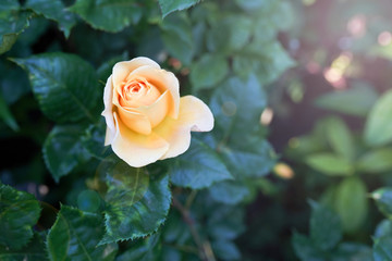 Yellow rose flower in green garden. summer background