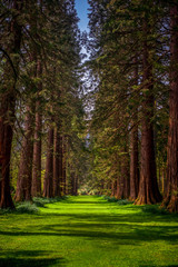 Redwood Trees Line a Grass Path