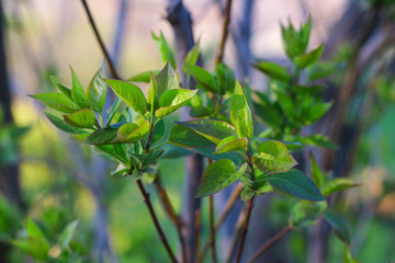Green young leafs on tree branches.
